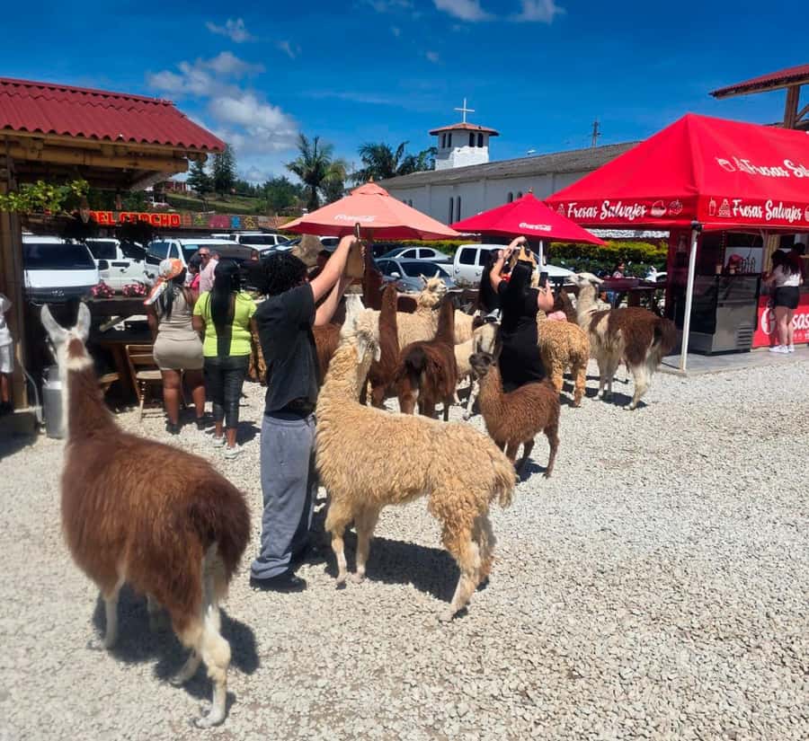 From Medellin: Guatapé & Peñol Rock with Boat & farm animals - Why this Guatapé day trip works