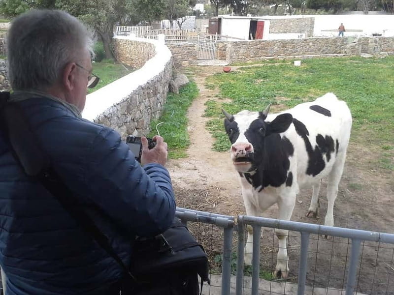 From Mykonos: Ano Mera Farm Tour - Key points at a glance