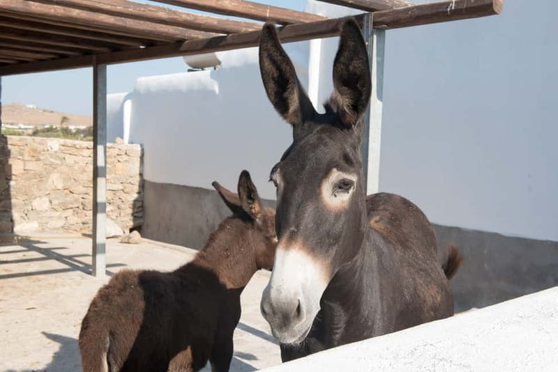 From Mykonos: Ano Mera Farm Tour - What the farm work really involves