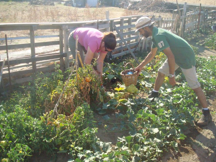 From Mykonos: Ano Mera Farm Tour - Raki and the farmer’s snack