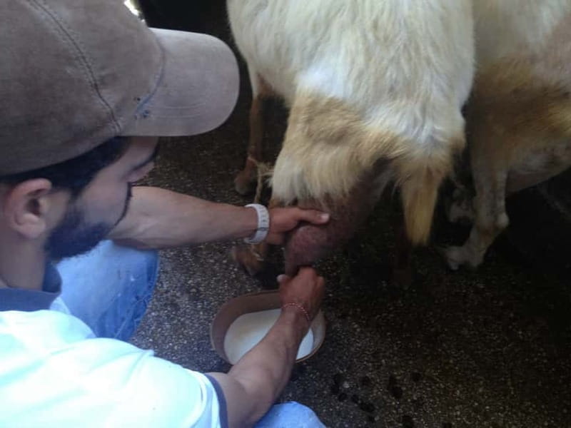 From Mykonos: Ano Mera Farm Tour - Is $51 a fair price?