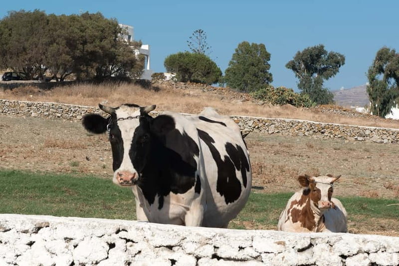 From Mykonos: Ano Mera Farm Tour - Meeting the farm superintendent
