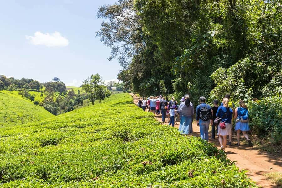 From Nairobi: Kiambethu Tea Farm Tour & Lunch - The 9:30 am pickup and drive from Nairobi