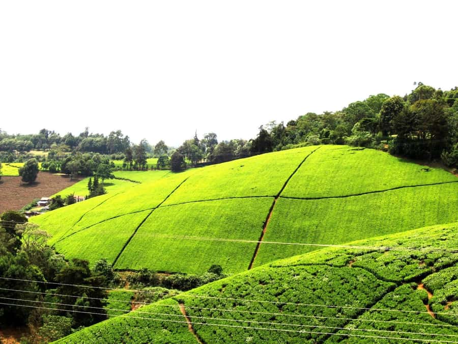 From Nairobi: Kiambethu Tea Farm Tour & Lunch - Walking through the gardens and tea plantation