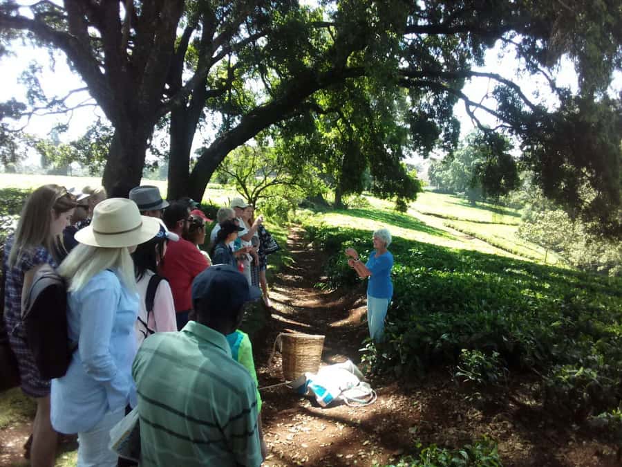 From Nairobi: Kiambethu Tea Farm Tour & Lunch - Should you book Kiambethu Tea Farm?