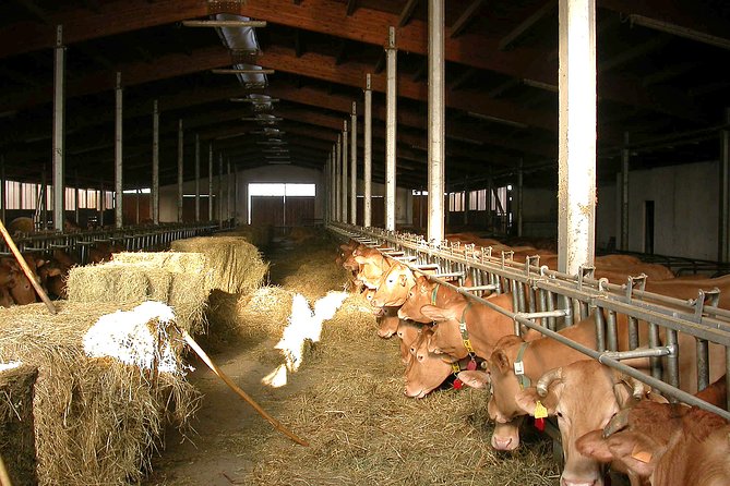 From Parma: Parmigiano Reggiano Farm Tour & Tasting with Transfer - From shaping and salting to the stagionatura