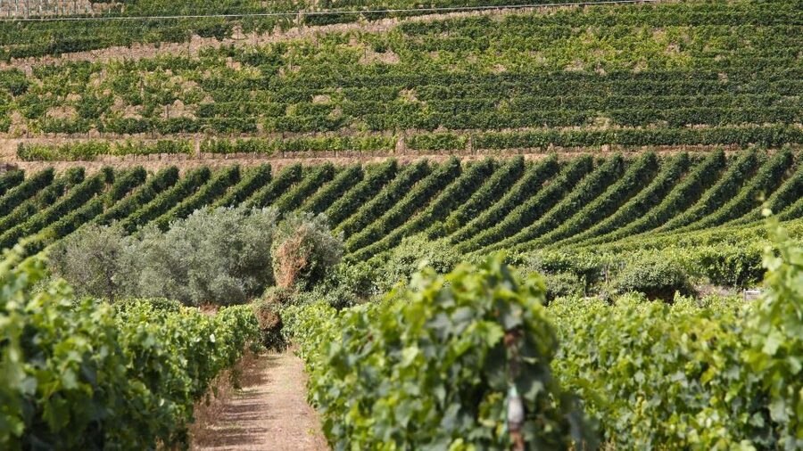 From Porto: 2 Wine Regions, Farm Lunch, and Boat Ride - The São Cristóvão viewpoint and the best photo stops
