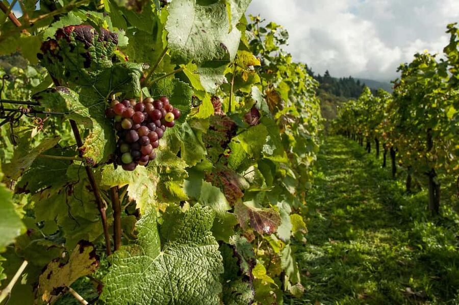 From Porto: 2 Wine Regions, Farm Lunch, and Boat Ride - How the two winery visits differ