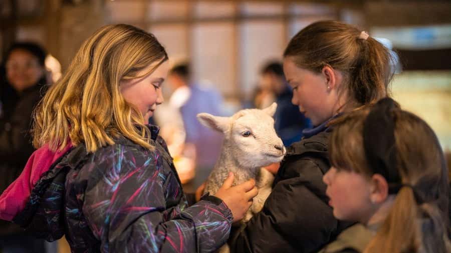 From Queenstown: Coach, Farm Tour & Milford Nature Cruise - Should you book this Milford Sound tour?