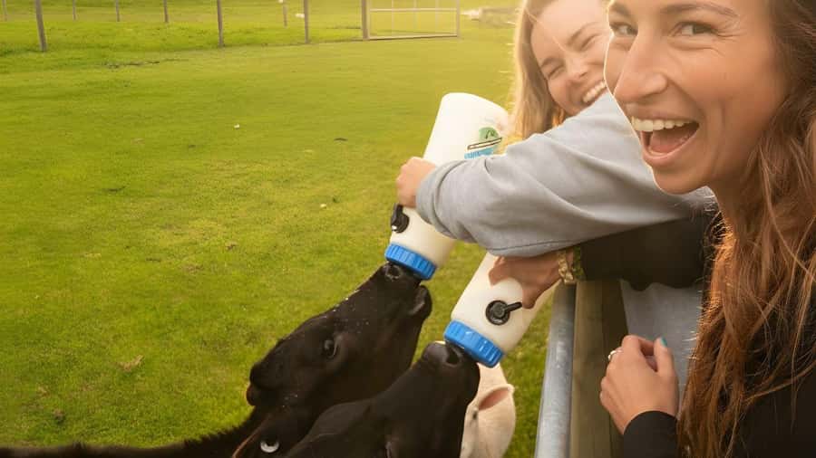 From Queenstown: Coach, Farm Tour & Milford Nature Cruise - Te Anau farm life before Milford Sound