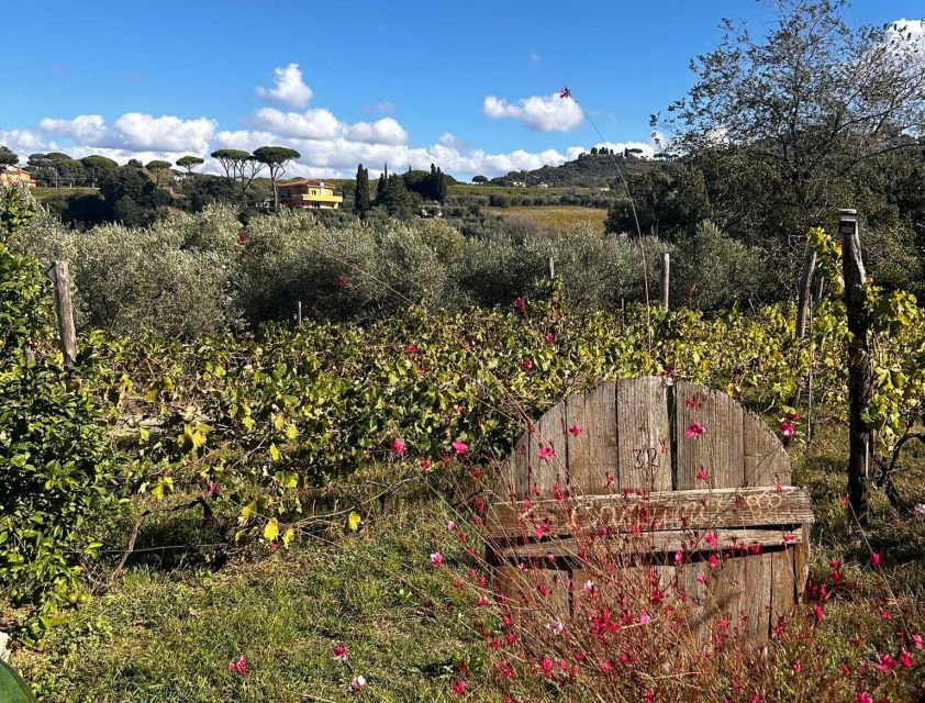 From Rome: Half-Day Frascati Wine Tour with Farmhouse Lunch - Key points at a glance