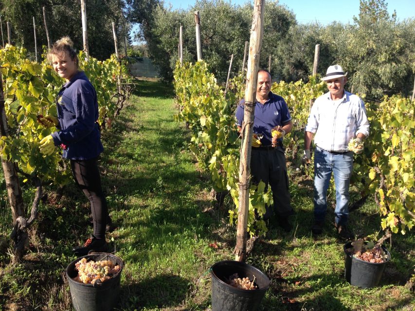 From Rome: Half-Day Frascati Wine Tour with Farmhouse Lunch - Frascati’s old streets and first wine tasting