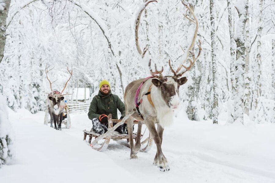 From Rovaniemi: Husky and Reindeer farm with sled ride - Feeding reindeer at a traditional farm