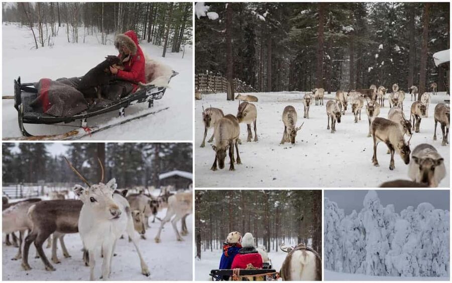 From Rovaniemi: Reindeer Farm Visit with Sleigh Ride - Is $129 a fair price?