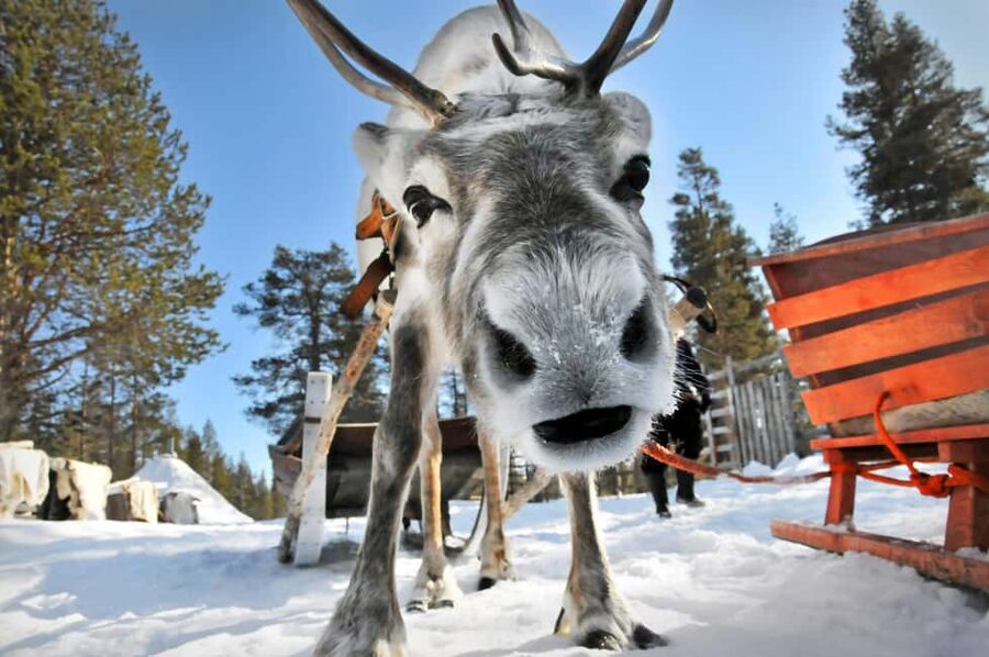 From Rovaniemi: Reindeer Farm Visit with Sleigh Ride - The reindeer sleigh ride is magical, but brief