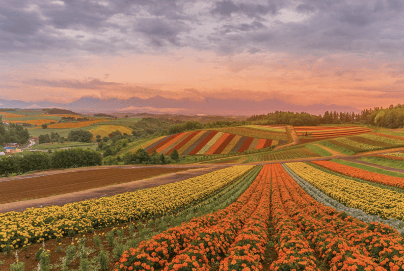 From Sapporo : Hokkaido Furano Tomita Farm Joiner Tour - Why this Sapporo day trip works