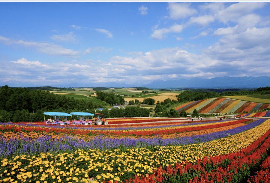 From Sapporo : Hokkaido Furano Tomita Farm Joiner Tour - Shirogane Blue Pond and its strange color
