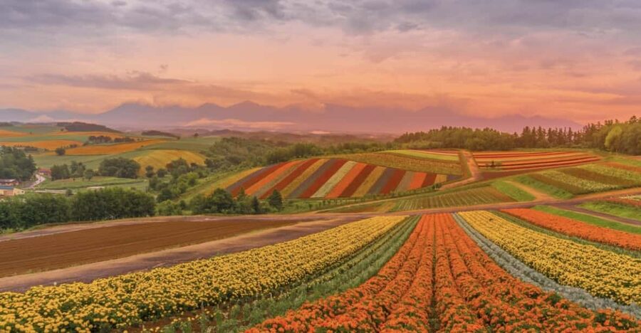 From Sapporo : Hokkaido Furano Tomita Farm Joiner Tour - Farm Tomita and the limits of a short visit