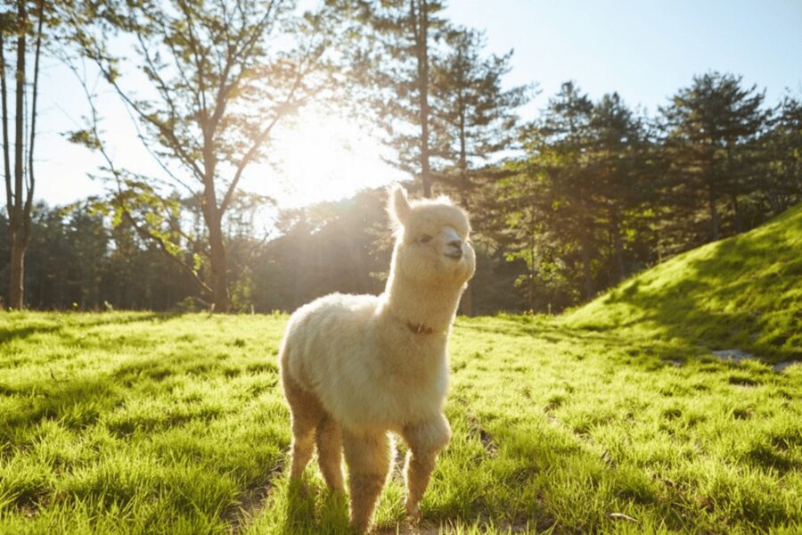 From Seoul: Full Day Trip to Alpaca Farm with Rail Bike - Luge runs at Vivaldi Park