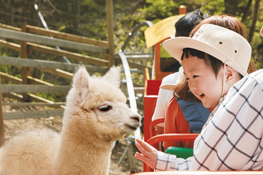 From Seoul: Full Day Trip to Alpaca Farm with Rail Bike - Practical tips before you go