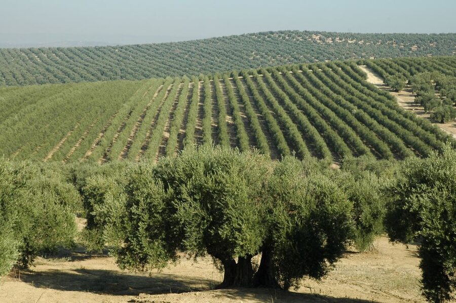 From Seville: Olive Oil Farm Tour - Walking among hundreds of olive trees