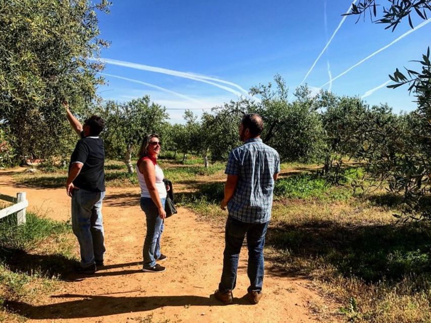 From Seville: Olive Oil Farm Tour - Tasting sweet, bitter, and spicy oils