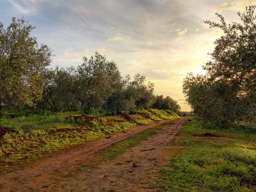 From Seville: Olive Oil Farm Tour - How the timing affects the experience