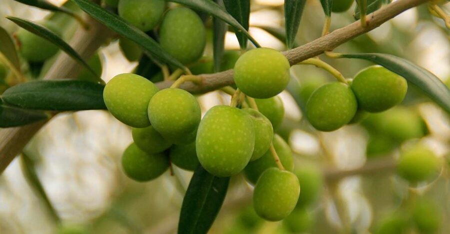 From Seville: Olive Oil Farm Tour - Is $105 a fair price?