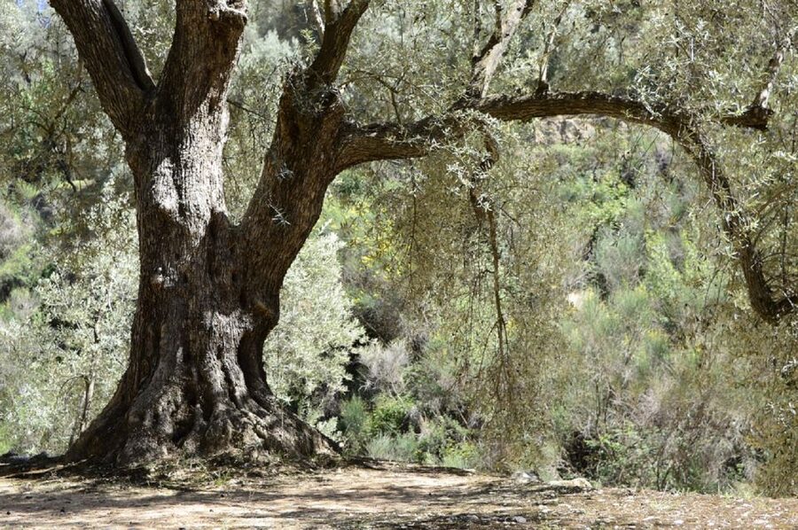 From Seville: Olive Oil Farm Tour - Who will enjoy this farm visit most?
