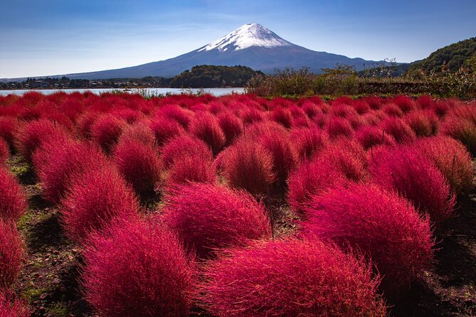 From Tokyo Mt.Fuji, Lake Kawaguchi, Makaino Farm day tour - Makaino Farm: the main event for families