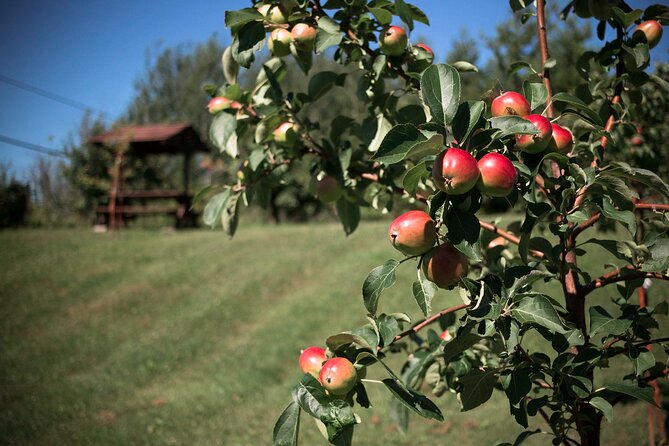 Fruit alcohol tasting + Velvet Orchards audio tour - Timing, weather, and booking details that matter
