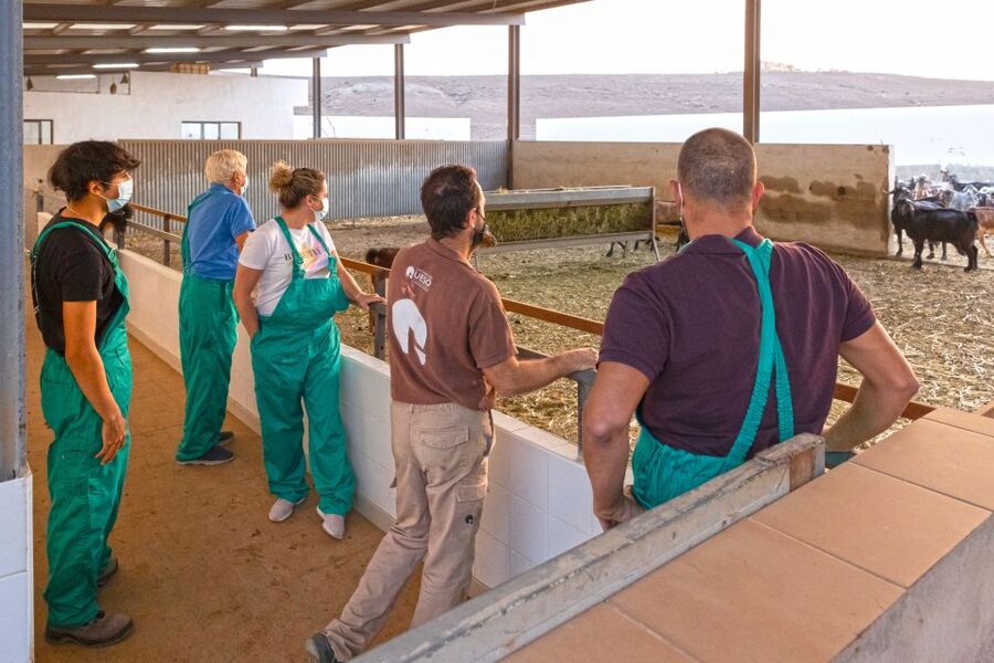 Fuerteventura: Artisan Goat's Cheese Making at Local Farm - Key points at a glance