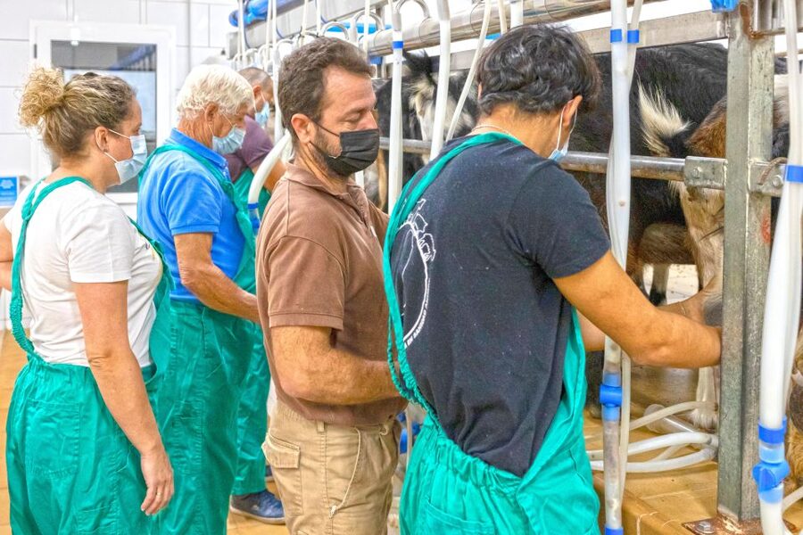 Fuerteventura: Artisan Goat's Cheese Making at Local Farm - The Canarian breakfast while the cheese presses