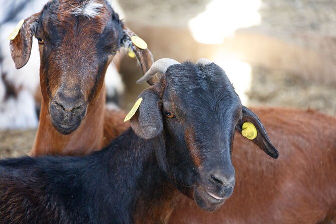 Fuerteventura Villages Caves and Farm Tour with Lunch from North - Aloe vera, cava, and island farming