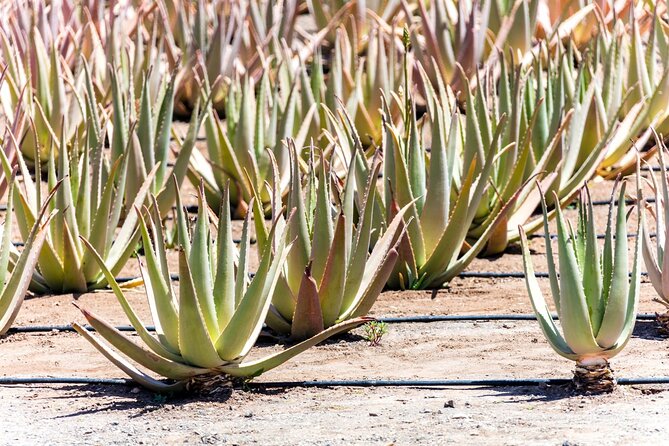 Fuerteventura Villages Caves and Farm Tour with Lunch from North - Guides, transport, and the shape of the day