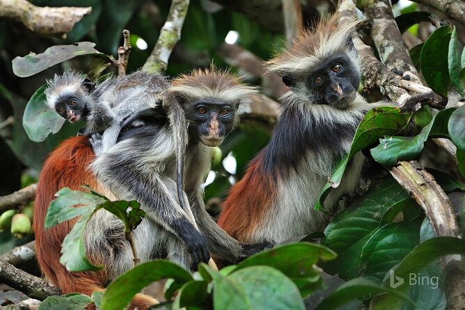 Full-Day Guided private Dolphins tour+ Monkeys + Stone town &spice Farm Zanzibar - A full Zanzibar day, from coral reefs to carved doors