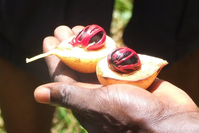 Full-Day Guided private Dolphins tour+ Monkeys + Stone town &spice Farm Zanzibar - Stone Town in three hours