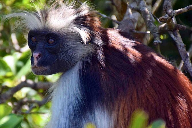 Full-Day Guided private Dolphins tour+ Monkeys + Stone town &spice Farm Zanzibar - The long-distance trade-off