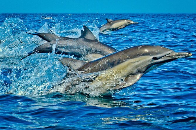 Full-Day Guided private Dolphins tour+ Monkeys + Stone town &spice Farm Zanzibar - Mnemba Island and the morning search for dolphins