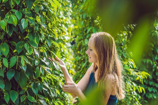 Full Day Pepper Farm Adventure by Scooter - Key points at a glance