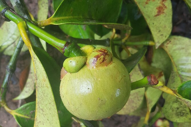 Full Day Private Spice Farm Stone Town and Prison Island - Why this private Zanzibar day works