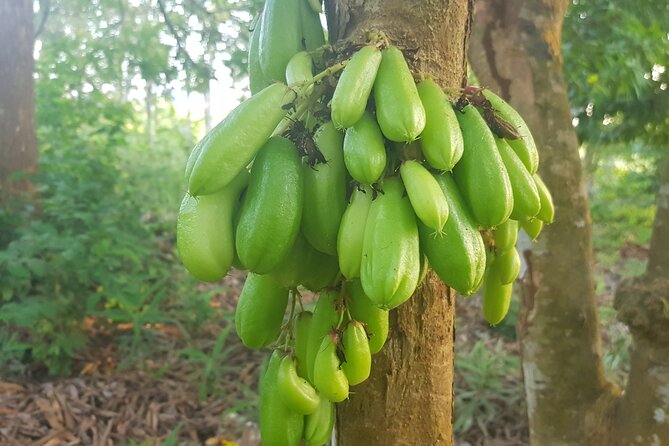 Full Day Private Spice Farm Stone Town and Prison Island - Should you book it?