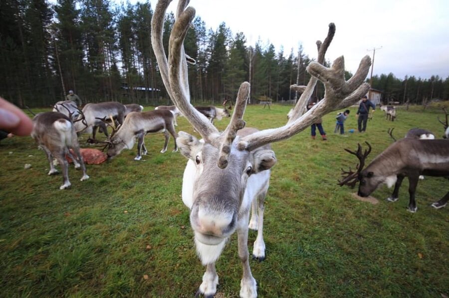 Full day: Reindeer Farm, Santa Claus Village & Husky Park - Husky Park, sleds, and the snow question
