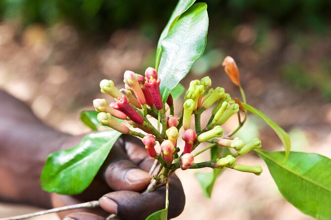 Full Day Trip to Stone Town, Spice Farms and Prison Island - Why this Zanzibar day makes sense