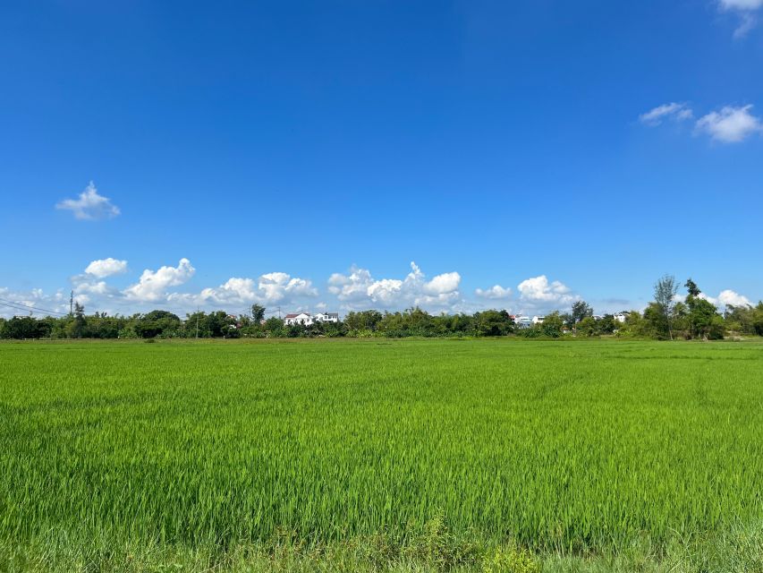 Funny day Biking, Farming, Buffalo riding and Basket boat - From Hoi An Post Office into the Rice Fields