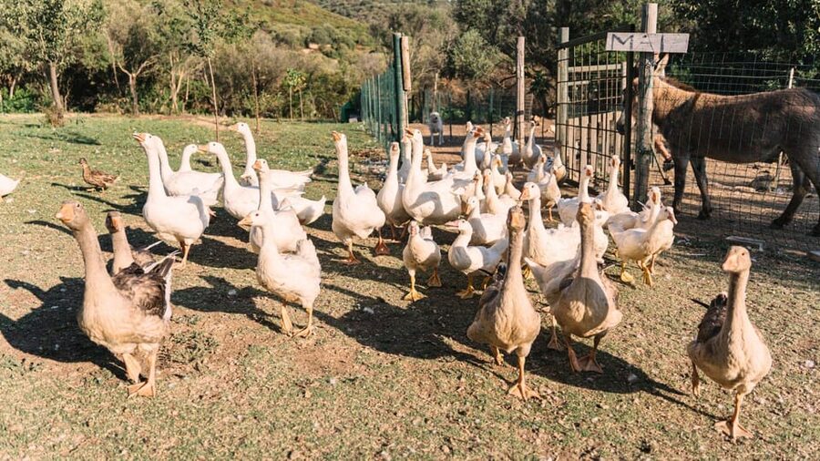Gallura: Picnic on a Farm with Animals - Practical advice for a smoother visit