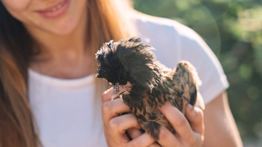Gallura: Picnic on a Farm with Animals - Feeding hens, goats, and other gentle residents