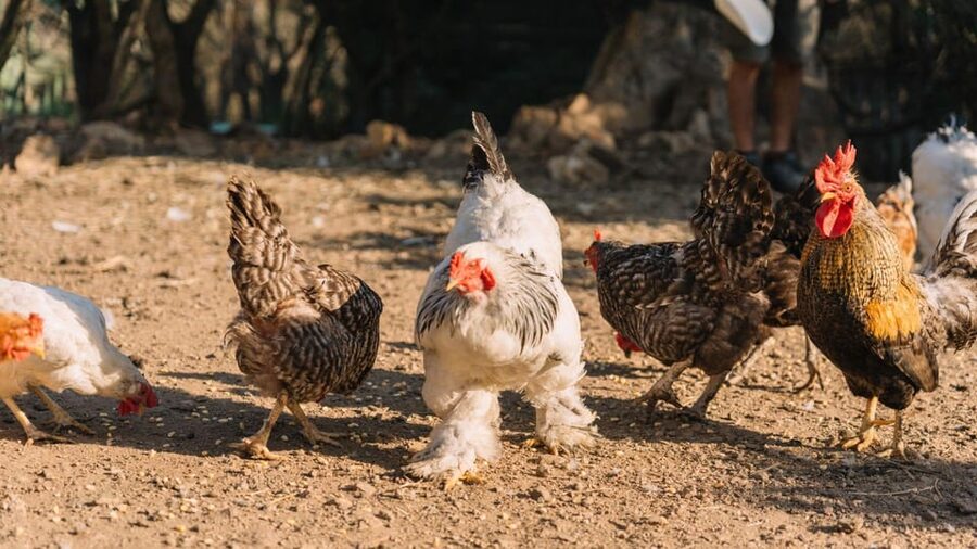 Gallura: Picnic on a Farm with Animals - What the one-hour schedule really means