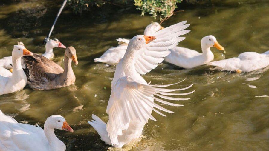 Gallura: Picnic on a Farm with Animals - Meeting the animals behind the low net