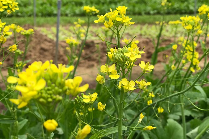 Gardening at Tra Que Vegetable Village and cooking class - Lunch and what the $45 price covers